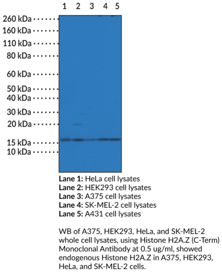 Anti-Histone H2A.Z (C-Term) Monoclonal Antibody (Clone RM215)