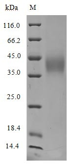 Signal transducer CD24 (CD24)-Nanoparticle (Active), human, recombinant