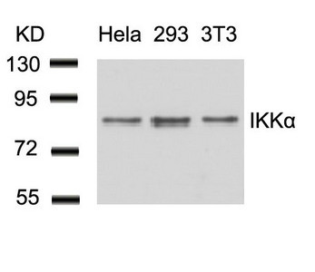 Anti-CHUK (Ab-23)