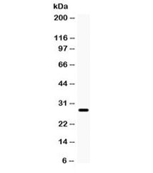 Anti-Aquaporin 0