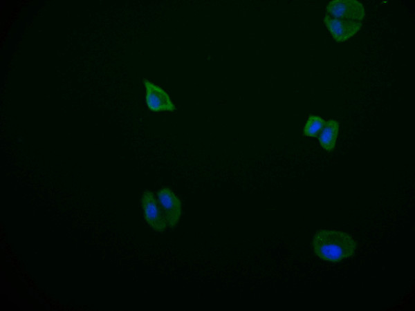 Anti-PDE2A Recombinant Monoclonal, clone 11C6