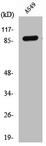 Anti-Cleaved-COL3A1 (G1221)