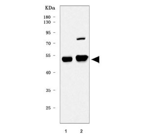 Anti-Tead3 / TEA domain family member 3