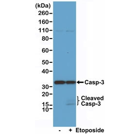 Anti-Caspase-3, clone RM250 (recombinant antibody)