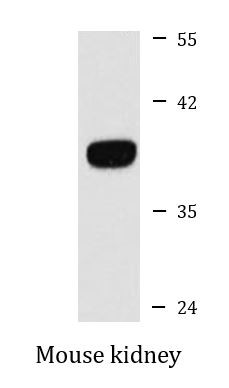 Anti-eIF2 alpha