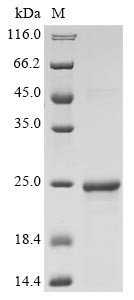 Interferon alpha-16 (IFNA16), human, recombinant