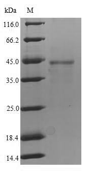 Fc receptor-like protein 4 (FCRL4), human, recombinant