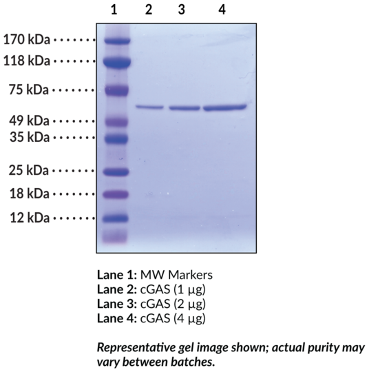 cGAS (human, recombinant)