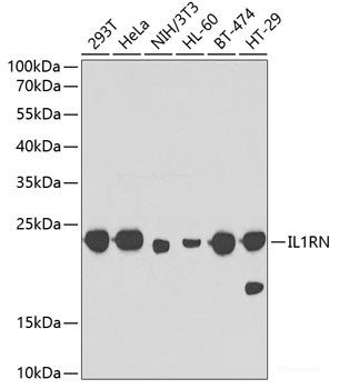 Anti-IL1RN