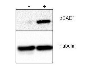 Anti-phospho-SUMO Activating Enzyme E1 (SAE1) (Ser185)