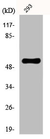 Anti-SLC1A1