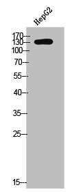 Anti-Phospho-CSF1R (Y561)