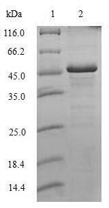 Histone H1.0 (H1-0), human, recombinant