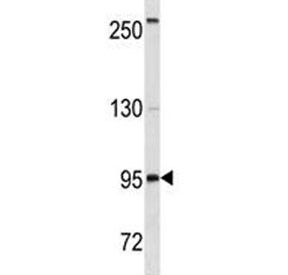 Anti-CD19, clone 400CT14.1.4