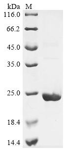 D-dopachrome decarboxylase-like protein (DDTL), human, recombinant