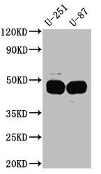 Anti-SERPINE1 Recombinant Monoclonal, clone 10C3