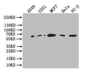 Anti-GPI Recombinant Monoclonal, clone 12A4