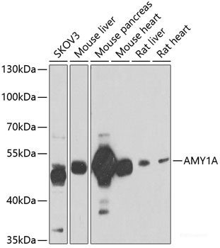 Anti-AMY1A