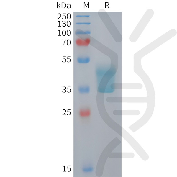 Mouse CCR2 Protein, hFc Tag