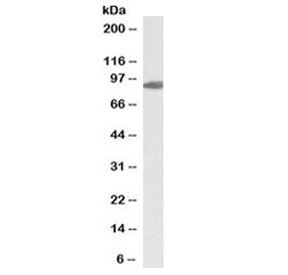 Anti-Aconitase 2 (Biotin Conjugate)