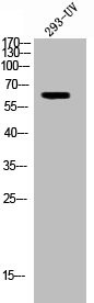 Anti-Phospho-TH (S62)