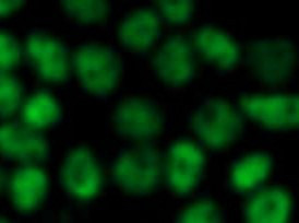 Anti-monomethyl-Histone H3 (Lys4)