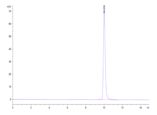 Human CA2/Carbonic anhydrase II Protein