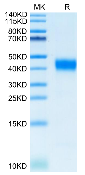 Cynomolgus CD38 Protein