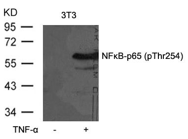 Anti-Phospho-RELA (Thr254)