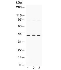 Anti-MAPK13 / SAPK4