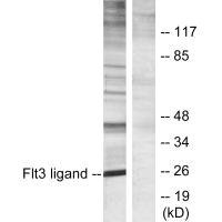 Anti-FLT3LG