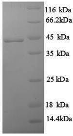 Interferon gamma (Ifng), rat, recombinant