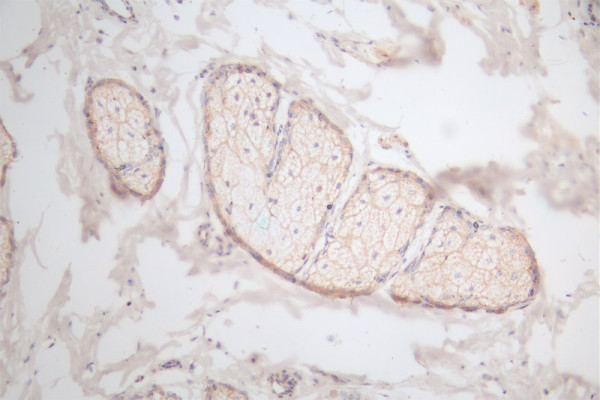 Anti-EGF Recombinant Monoclonal, clone 18B12