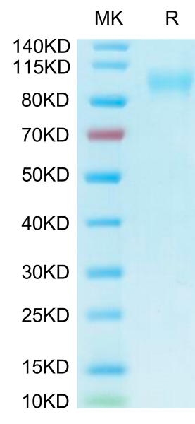 Biotinylated Human ACE2/ACEH Protein