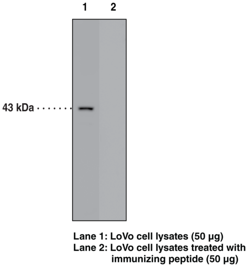 Anti-FFAR4 (GPR120) (C-Term)