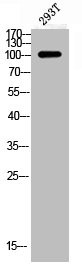 Anti-Phospho-GRIN1 (S896)