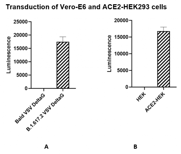 Spike (B.1.617.2, Delta Variant) (SARS-CoV-2) Pseudotyped VSV Delta G ...