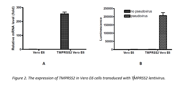 Tmprss2 Lentivirus Bps Bioscience 4407