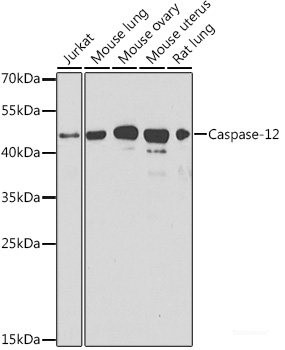 Anti-CASP12