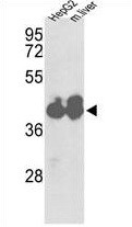 Anti-IDH1