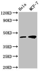 Anti-TSG101 Monoclonal, clone 6F4D11