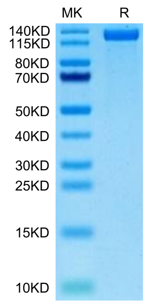 Biotinylated Human CD163 Protein