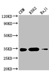 Anti-CTLA4 Monoclonal, clone 9D2E9