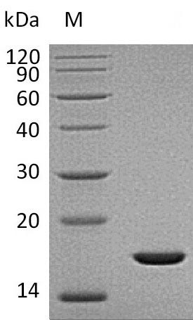 Fibroblast growth factor 2 (FGF2), partial (Active), human, recombinant