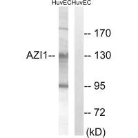 Anti-CEP131