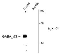 Anti-phospho-GABAA Receptor beta 3 (Ser408 / Ser409)