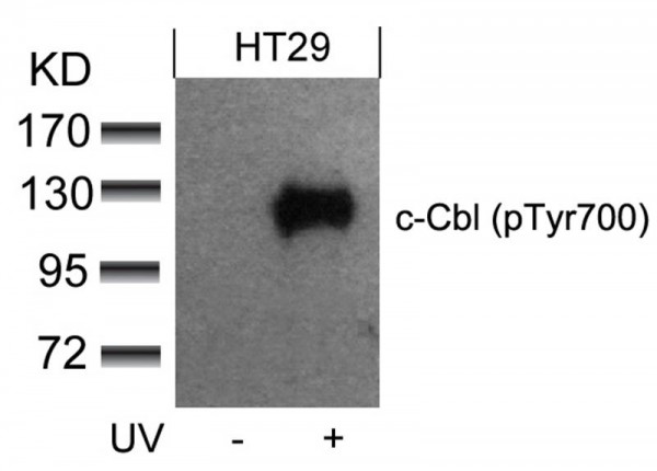 Anti-phospho-c-Cbl (Tyr700)