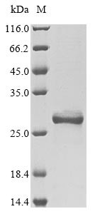 High mobility group protein B1 (Hmgb1), mouse, recombinant