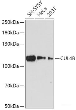 Anti-CUL4B