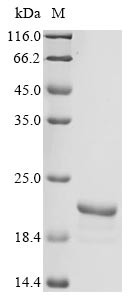 D-dopachrome decarboxylase (Ddt), rat, recombinant